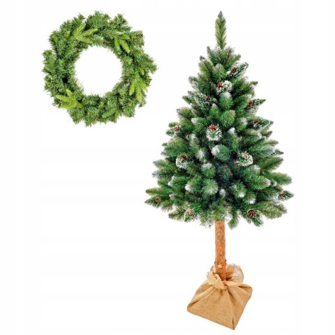 Choinka Sosna Diamentowa Montana 180Cm Na Pniu Naturalnym Wysokość Pnia Naturalnego 63Cm