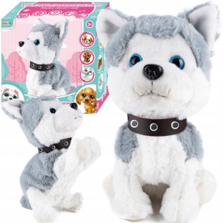 Interaktywny Piesek Husky, Reaguje Na Dotyk I Dźwięk, Realistyczne Ruchy