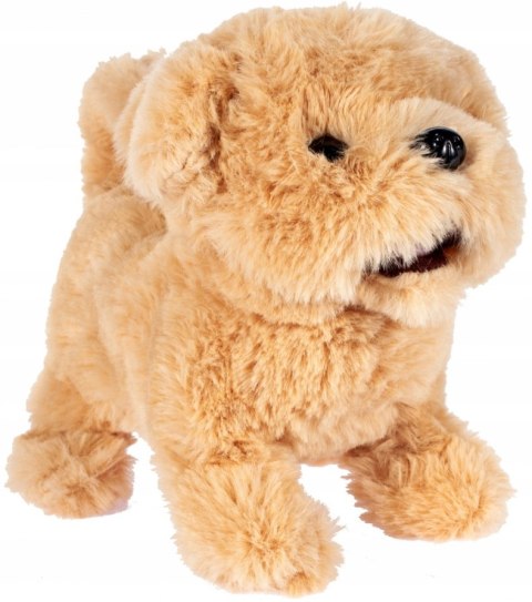 Interaktywny Pluszowy Piesek Golden Retriever Chodzi Szczeka Dla Dzieci