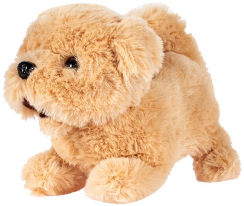 Interaktywny Pluszowy Piesek Golden Retriever Chodzi Szczeka Dla Dzieci