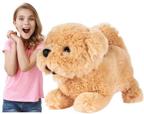 Interaktywny Pluszowy Piesek Golden Retriever Chodzi Szczeka Dla Dzieci