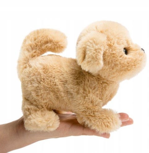 Interaktywny Pluszowy Piesek Golden Retriever Chodzi Szczeka Dla Dzieci